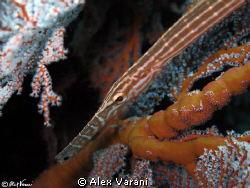 Aulostomus chinensis trying for camuflage by Alex Varani 
